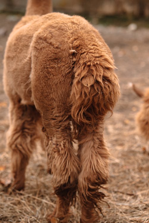 Close-up of soft alpaca fleece showing wool texture
