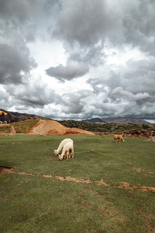 Alpacas grazing in the Peruvian Andes highlands