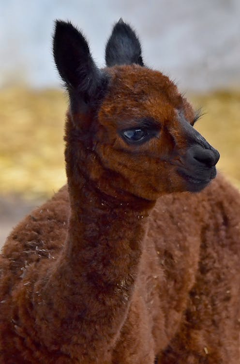 Alpaca